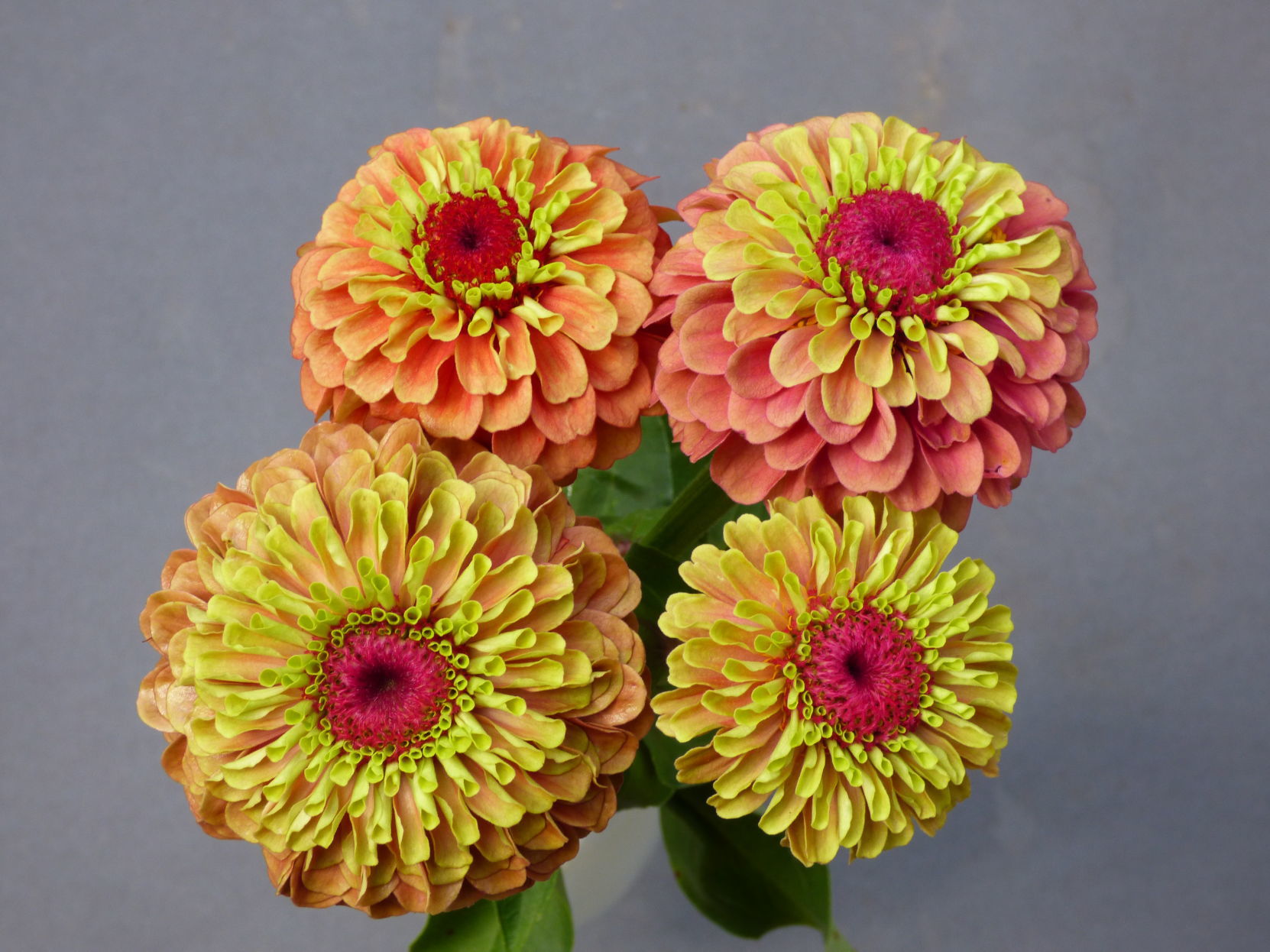 zinnia-Queeny-Lime-Orange-studio.jpg